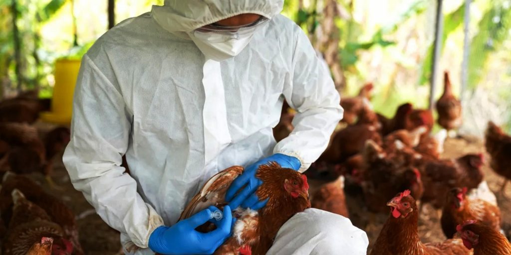La influenza aviar, una enfermedad que mete miedo en la cadena avícola.