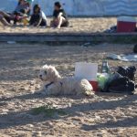 Los perros, entre otros cuidados, necesitan del cariño y la atención de sus dueños. FOTO: Juliana Faggi.