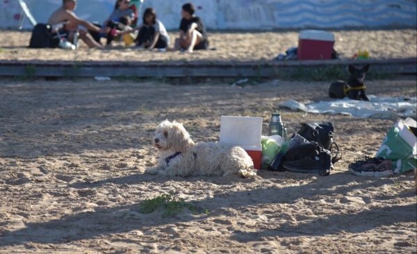 Los perros, entre otros cuidados, necesitan del cariño y la atención de sus dueños. FOTO: Juliana Faggi.