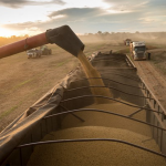 La producción pasaría de los 20 millones de toneladas producidas en la campaña 2021/22, fuertemente afectada por la sequía, a 50 millones de toneladas.