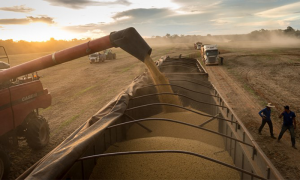 La producción pasaría de los 20 millones de toneladas producidas en la campaña 2021/22, fuertemente afectada por la sequía, a 50 millones de toneladas.