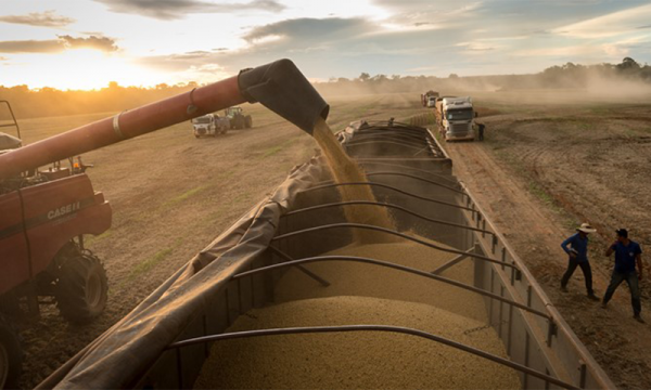 La producción pasaría de los 20 millones de toneladas producidas en la campaña 2021/22, fuertemente afectada por la sequía, a 50 millones de toneladas.