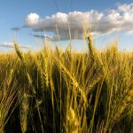 Estiman que durante el presente ciclo productivo y comercial, se embarcarían 5,5 millones de toneladas más que en la campaña previa, equivalente a US$1.167 millones.