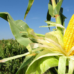 El área destinada al maíz de primera es similar a la registrada en el ciclo pasado.