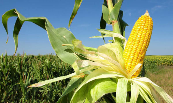El área destinada al maíz de primera es similar a la registrada en el ciclo pasado.