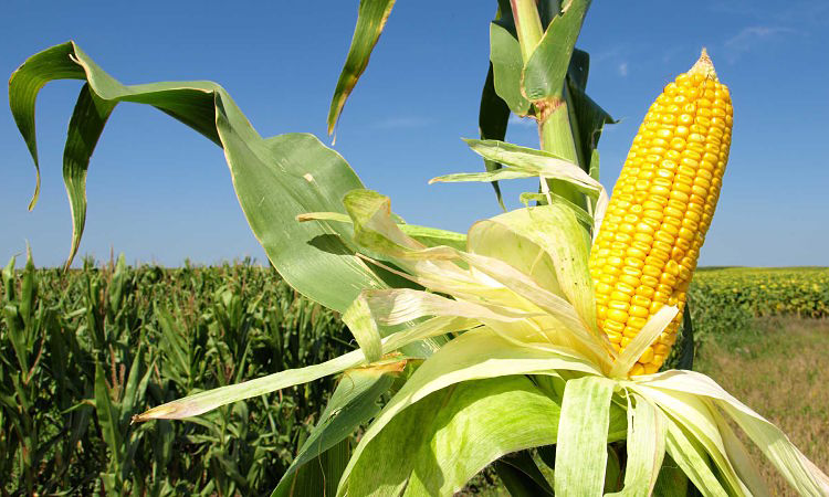 El área destinada al maíz de primera es similar a la registrada en el ciclo pasado.