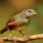 Será el martes 8 de abril a las 11 en el Museo Provincial de Ciencias Naturales y Antropológicas, ubicado en calle Gardel 62, de Paraná. La actividad será libre y gratuita.