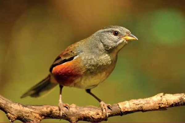 Será el martes 8 de abril a las 11 en el Museo Provincial de Ciencias Naturales y Antropológicas, ubicado en calle Gardel 62, de Paraná. La actividad será libre y gratuita.