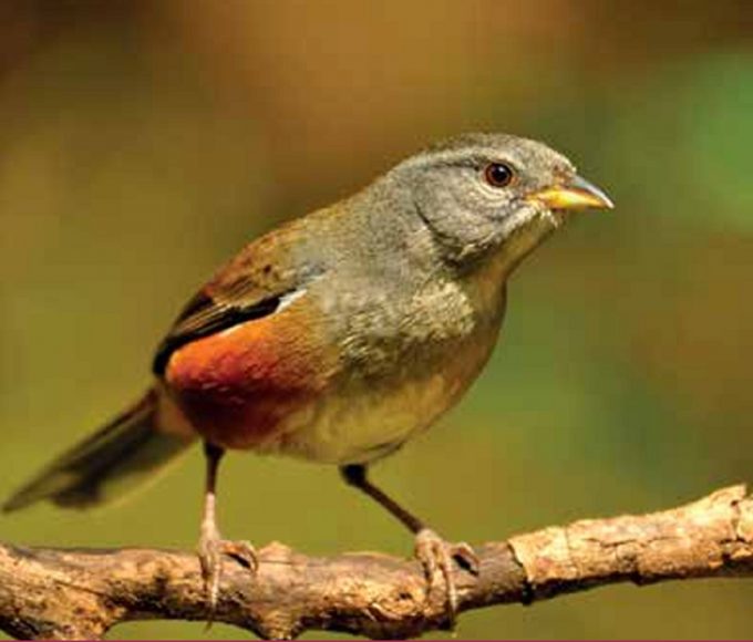Será el martes 8 de abril a las 11 en el Museo Provincial de Ciencias Naturales y Antropológicas, ubicado en calle Gardel 62, de Paraná. La actividad será libre y gratuita.
