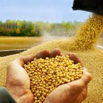 El dato que preocupa al campo entrerriano: 16% menos de soja que el año pasado