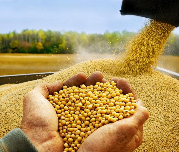 El dato que preocupa al campo entrerriano: 16% menos de soja que el año pasado