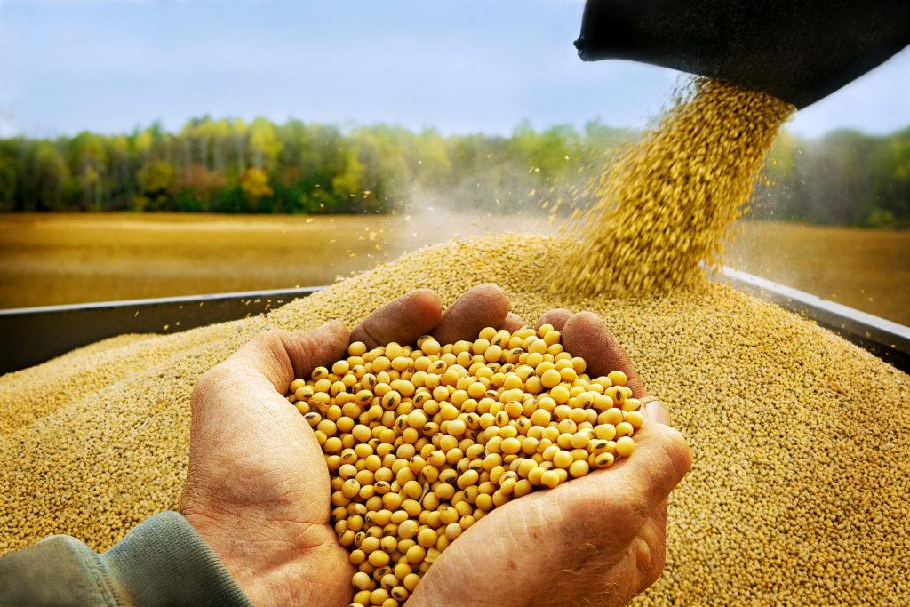 El dato que preocupa al campo entrerriano: 16% menos de soja que el año pasado
