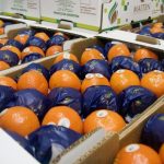 "La inflación en dólares nos está matando": el grito de alerta de los citricultores