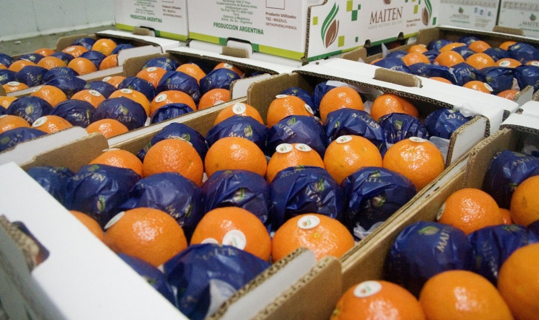 "La inflación en dólares nos está matando": el grito de alerta de los citricultores