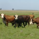 BICE lanza línea de $4.000 millones para productores entrerrianos