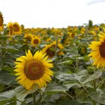 Frigerio celebra: Nación baja retenciones al maíz, girasol y sorgo