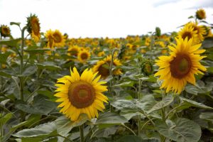 Frigerio celebra: Nación baja retenciones al maíz, girasol y sorgo
