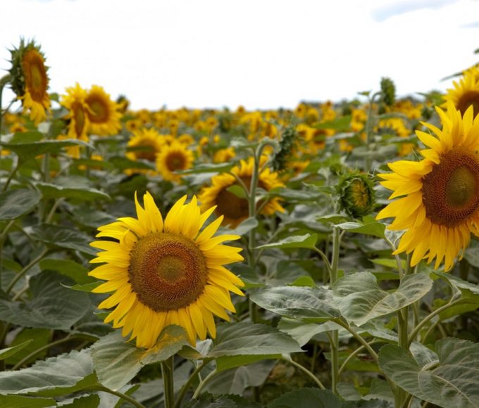Frigerio celebra: Nación baja retenciones al maíz, girasol y sorgo