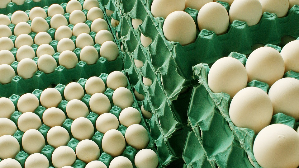 Argentina se quedó con el 100% de la cuota: Entre Ríos exportará huevos sin aranceles a Europa
