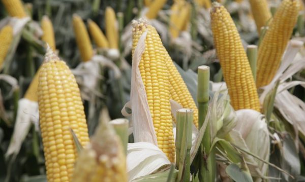 Entre Ríos celebra: la cosecha récord del país llega a 163 millones de toneladas