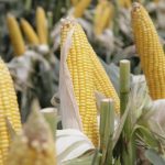 Record historico en Entre Rios: el maiz llego a 3,4 millones de toneladas