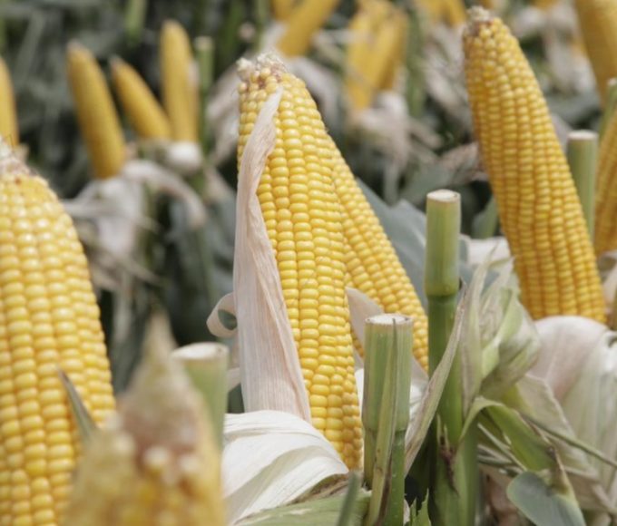 Record historico en Entre Rios: el maiz llego a 3,4 millones de toneladas
