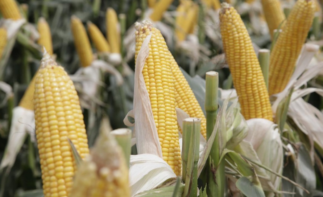 Record historico en Entre Rios: el maiz llego a 3,4 millones de toneladas