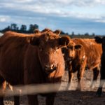 Visec Carne: abren registro para exportar a Europa con nuevas reglas