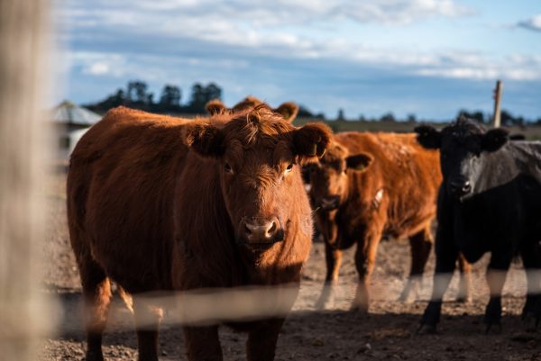 Visec Carne: abren registro para exportar a Europa con nuevas reglas