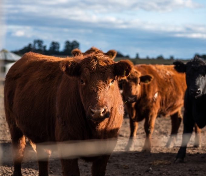 Visec Carne: abren registro para exportar a Europa con nuevas reglas