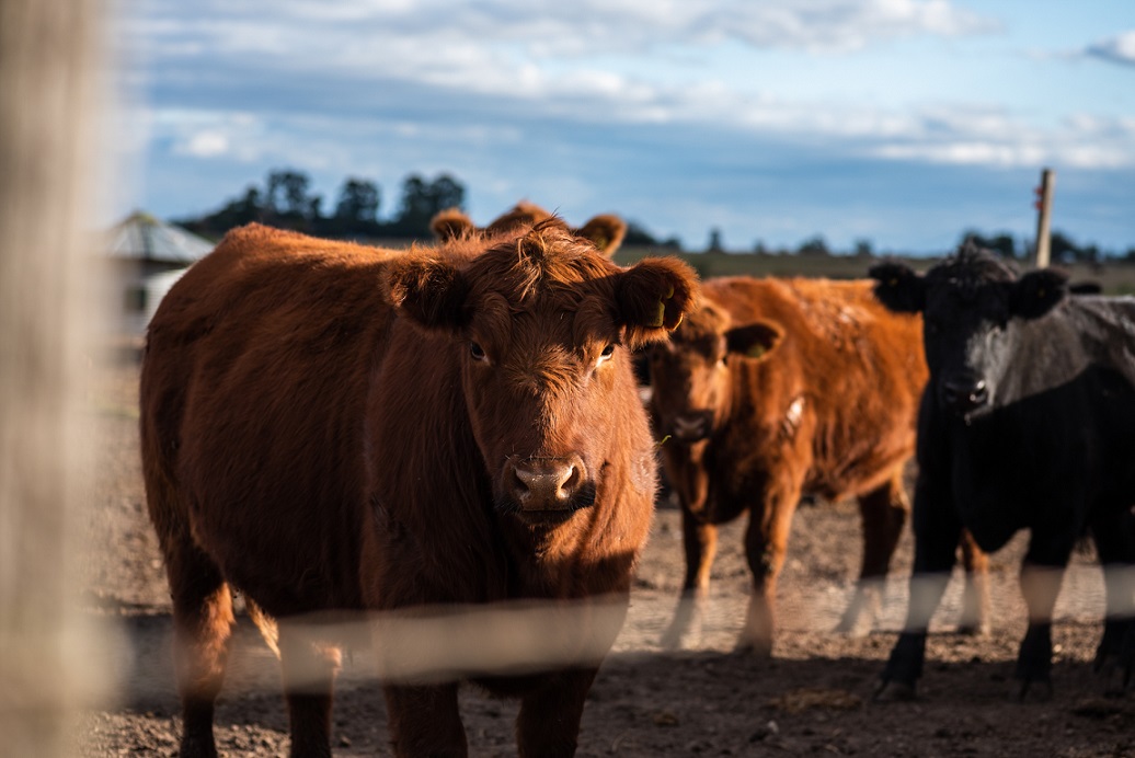 Visec Carne: abren registro para exportar a Europa con nuevas reglas