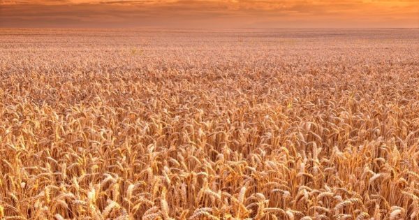 El trigo se dispara: ya subió US$ 40 por tonelada en lo que va del año