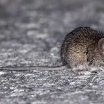 Alerta sanitaria en Concordia: las medidas que tenes que tomar contra el Hantavirus