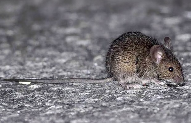 Alerta sanitaria en Concordia: las medidas que tenes que tomar contra el Hantavirus