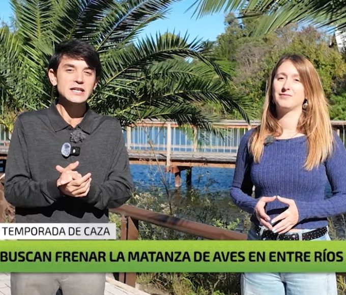 El informe de TV nacional que expuso la masacre de aves en Entre Ríos