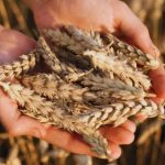 El anuncio de Milei no alcanza: productores entrerrianos siguen ajustados