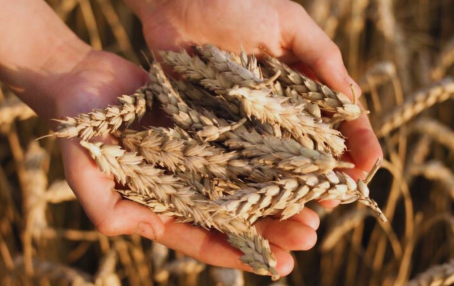 El anuncio de Milei no alcanza: productores entrerrianos siguen ajustados
