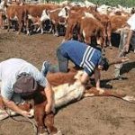 Uruguayos cruzan a Concordia por garrapaticida 200 dólares más barato