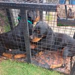 Primera condena por maltrato animal en Concordia: seis meses de prision