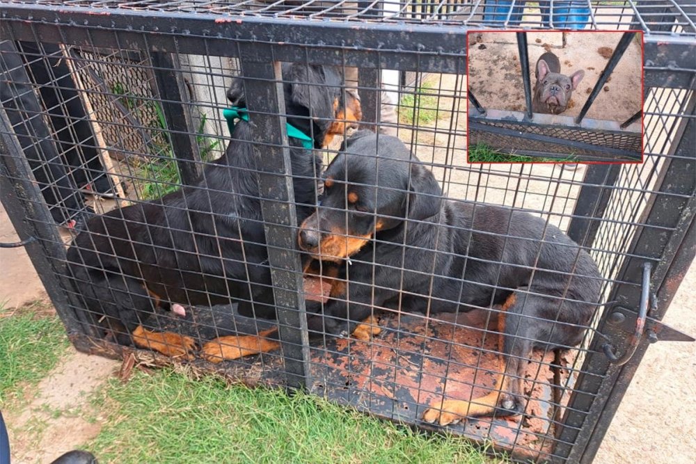 Primera condena por maltrato animal en Concordia: seis meses de prision