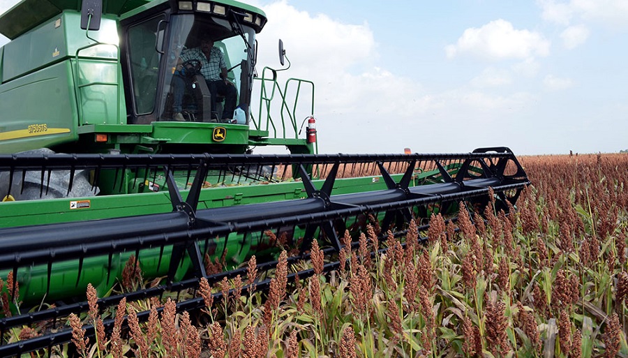 Golpe brutal al campo entrerriano: el sorgo se desploma un 66%