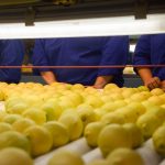 Citricos entrerrianos: las exportaciones se dispararon 36% en plena cosecha