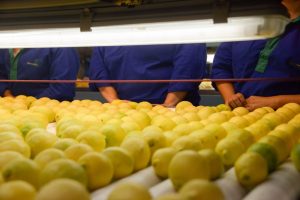 Citricos entrerrianos: las exportaciones se dispararon 36% en plena cosecha