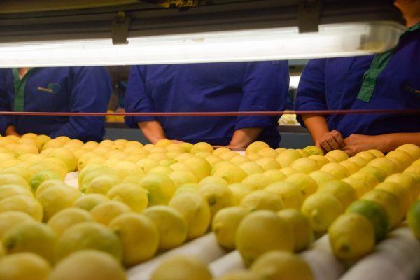 Citricos entrerrianos: las exportaciones se dispararon 36% en plena cosecha