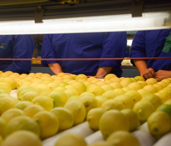Citricos entrerrianos: las exportaciones se dispararon 36% en plena cosecha