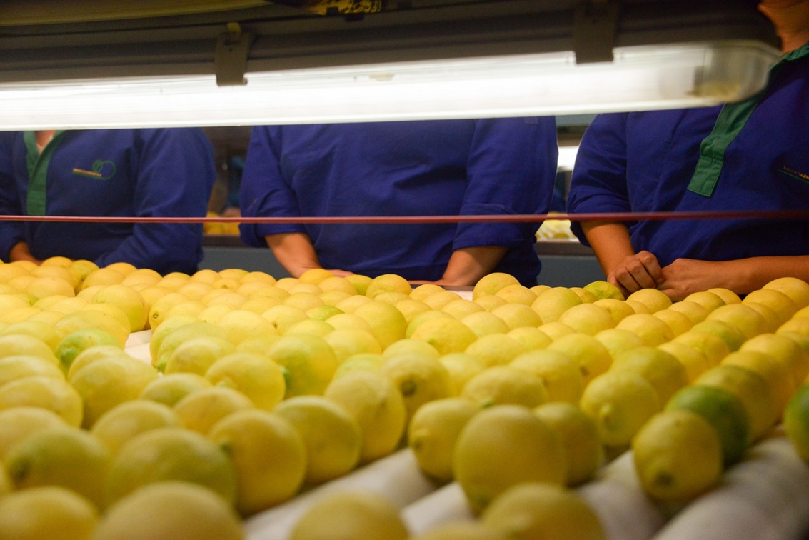 Citricos entrerrianos: las exportaciones se dispararon 36% en plena cosecha