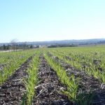 El trigo entrerriano apunta a otra cosecha record: agua, precios y gobierno