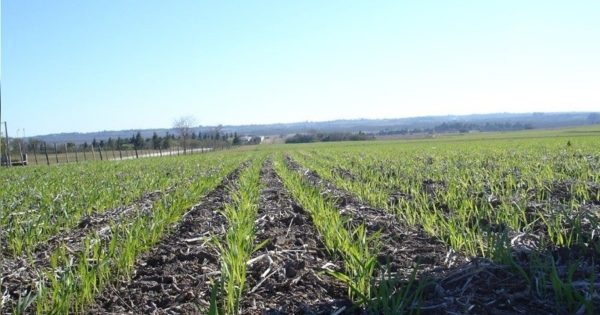 El trigo entrerriano apunta a otra cosecha record: agua, precios y gobierno