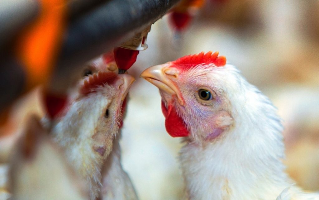 Perú y Chile levantan la prohibición: vuelven a comprar carne aviar argentina
