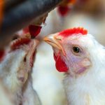 Perú y Chile levantan la prohibición: vuelven a comprar carne aviar argentina